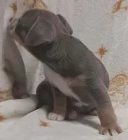 Milo, a male Chihuahua for sale in Richmond City, VA – Photo 5 of 9