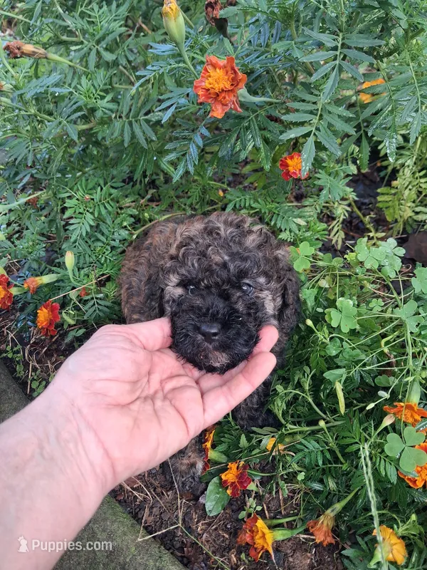 Milo – Goldendoodle puppy for sale in Louisa, VA