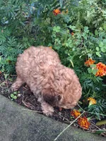 Tanner, a male Goldendoodle for sale in Louisa, VA – 4 of 5