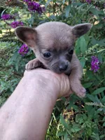 Chico tiny male, a male Pomchi for sale in Louisa, VA – 6 of 7