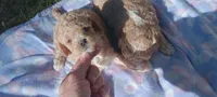 fancy, a female Poodle - Miniature  for sale in Richmond City, VA – 5 of 10
