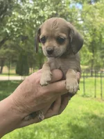 Tucker, a male Yorkipoo for sale in Richmond City, VA – 9 of 10