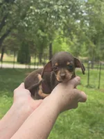 Sheba Tea Cup, a female Chihuahua and Yorkshire Terrier for sale in Louisa, VA – 4 of 7