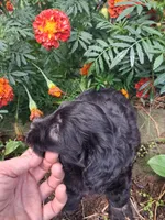 Tucker, a male Goldendoodle for sale in Louisa, VA – 8 of 9