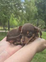 Sheba Tea Cup, a female Chihuahua and Yorkshire Terrier for sale in Louisa, VA – 6 of 7