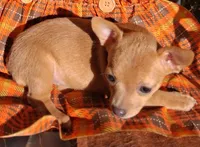 Peanut micro tiny, a male Chihuahua for sale in Louisa, VA – 2 of 5