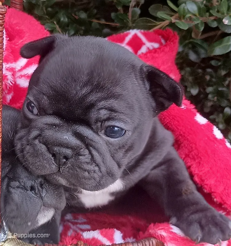 Tank – French Bulldog puppy for sale in Louisa, VA