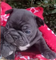 Tank, a male French Bulldog for sale in Louisa, VA – 1 of 2
