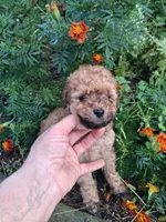 Tanner, a male Goldendoodle for sale in Louisa, VA – 5 of 5