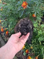 Milo, a male Goldendoodle for sale in Louisa, VA – 2 of 3