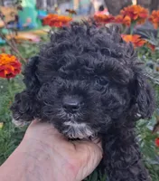 Midnight toy poodle, a male Poodle - Miniature  for sale in Louisa, VA – 2 of 6