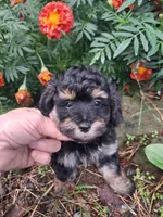 Phantom male, a male Goldendoodle for sale in Louisa, VA – 2 of 6