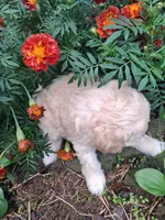 Talulah , a female Goldendoodle for sale in Louisa, VA – 9 of 10