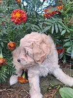 Talulah , a female Goldendoodle for sale in Louisa, VA – 8 of 10