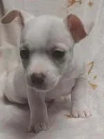 Chico , a male Chihuahua for sale in Richmond City, VA – Photo 3 of 10