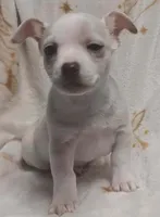 Chico , a male Chihuahua for sale in Richmond City, VA – Photo 4 of 10