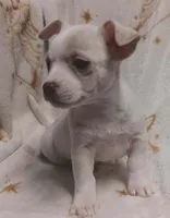 Chico , a male Chihuahua for sale in Richmond City, VA – Photo 2 of 10