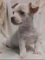 Chico , a male Chihuahua for sale in Richmond City, VA – Photo 5 of 10