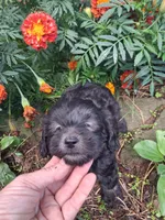 Tucker, a male Goldendoodle for sale in Louisa, VA – 7 of 9