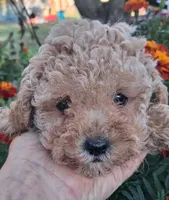 Precious, Apricot toy poodle, a female Poodle - Miniature  for sale in Louisa, VA – 6 of 6