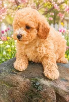 fancy, a female Poodle - Miniature  for sale in Richmond City, VA – 9 of 10