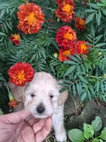 Talulah , a female Goldendoodle for sale in Louisa, VA – 4 of 10