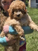 fancy, a female Miniature Goldendoodle for sale in Louisa, VA – 3 of 10