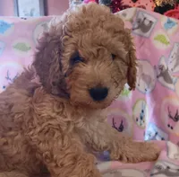 fancy, a female Poodle - Miniature  for sale in Richmond City, VA – 8 of 10