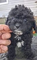 Midnight toy poodle, a male Poodle - Miniature  for sale in Louisa, VA – 4 of 6