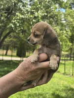 Tucker, a male Yorkipoo for sale in Richmond City, VA – 8 of 10