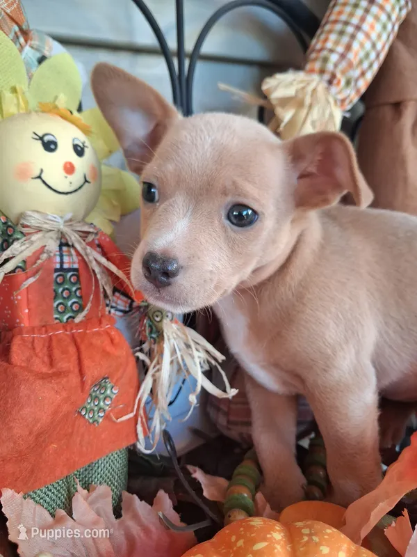 Tito – Chihuahua puppy for sale in Louisa, VA