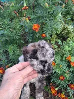 Tallahassee, a female Goldendoodle for sale in Louisa, VA – 4 of 5