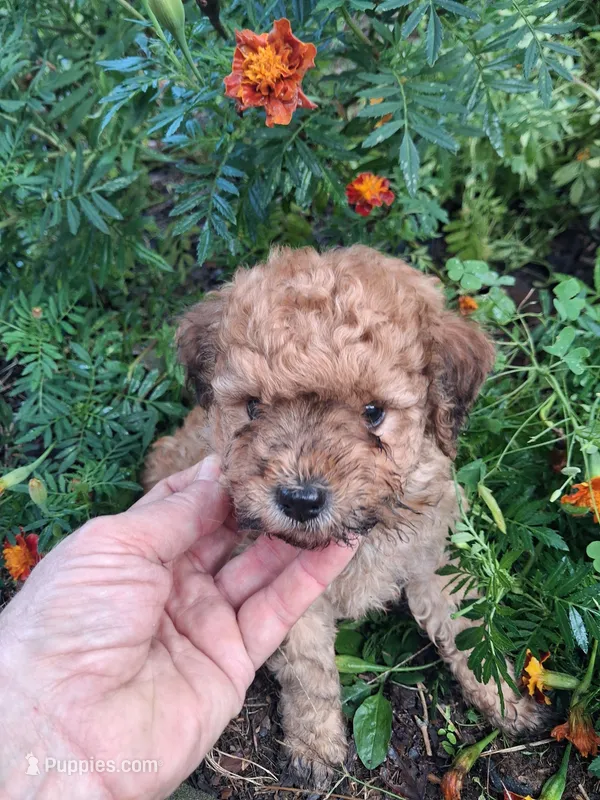 Tanner – Goldendoodle puppy for sale in Louisa, VA