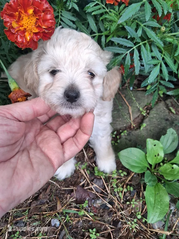 Talulah  – Goldendoodle puppy for sale in Louisa, VA