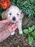 Talulah , a female Goldendoodle for sale in Louisa, VA – 1 of 10