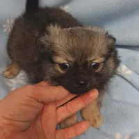 Tito toy , a male Pomeranian for sale in Richmond City, VA – Photo 4 of 7