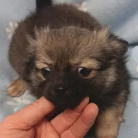 Tito toy , a male Pomeranian for sale in Richmond City, VA – Photo 7 of 7
