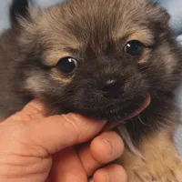 Tito toy , a male Pomeranian for sale in Richmond City, VA – Photo 3 of 7