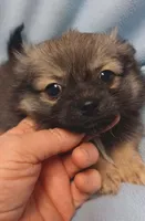 Rango , a male Pomchi for sale in Richmond City, VA – Photo 2 of 5