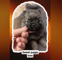 Rango , a male Pomeranian for sale in Richmond City, VA – Photo 1 of 6