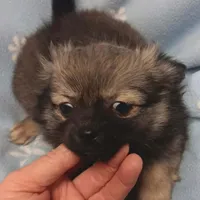 Tito toy , a male Pomeranian for sale in Richmond City, VA – Photo 5 of 7