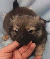 Rango , a male Pomchi for sale in Richmond City, VA – Photo 1 of 5