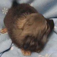 Tito toy , a male Pomeranian for sale in Richmond City, VA – Photo 2 of 7