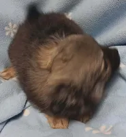 Rango , a male Pomchi for sale in Richmond City, VA – Photo 3 of 5