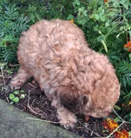 Tucker (Apricot boy), a male Goldendoodle for sale in Louisa, VA – 7 of 8