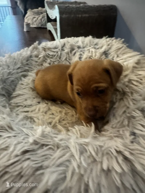 Chewy  – Jack Russell Terrier puppy for sale in Somersworth, NH