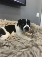 Daisy, a female Jack Russell Terrier for sale in Somersworth, NH – 4 of 4