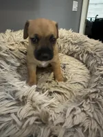 Izzy, a female Jack Russell Terrier for sale in Somersworth, NH – 2 of 4
