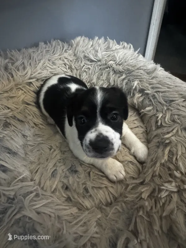 Daisy – Jack Russell Terrier puppy for sale in Somersworth, NH