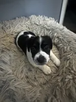 Daisy, a female Jack Russell Terrier for sale in Somersworth, NH – 1 of 4